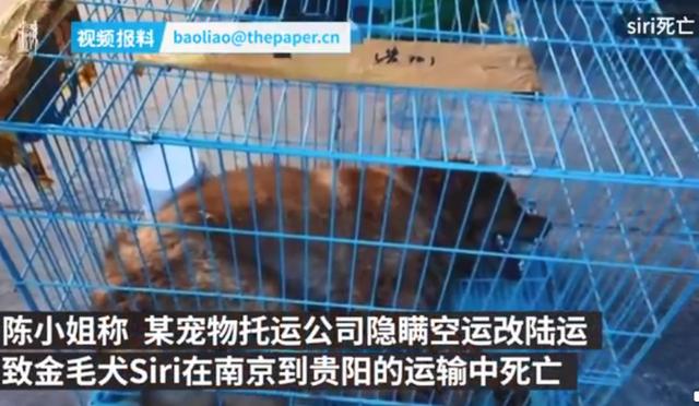 广州金毛犬价格 广州金毛犬价格（广州进贸通供应链有限公司怎么样） 动物