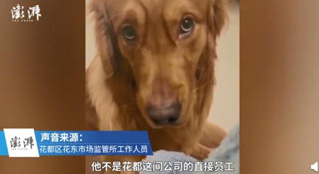 广州金毛犬价格 广州金毛犬价格（广州进贸通供应链有限公司怎么样） 动物