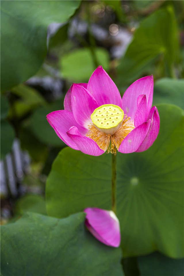 山東好景｜濟南植物園享受初秋的寧靜