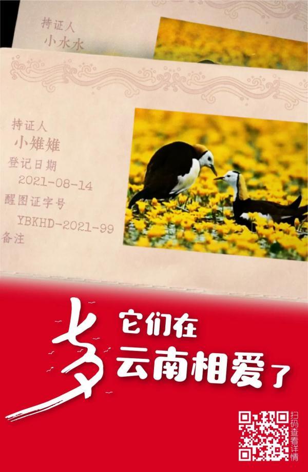 七夕丨它們在雲南相愛瞭