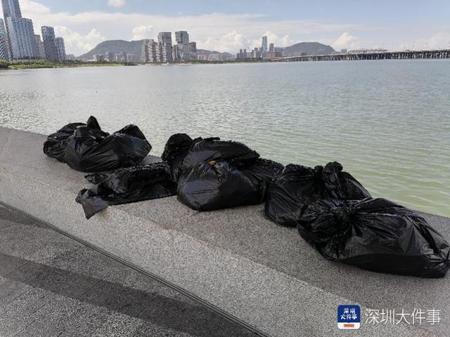 深圳市民反映宝安欢乐港湾漂死鱼垃圾，海事局：现象有季节性