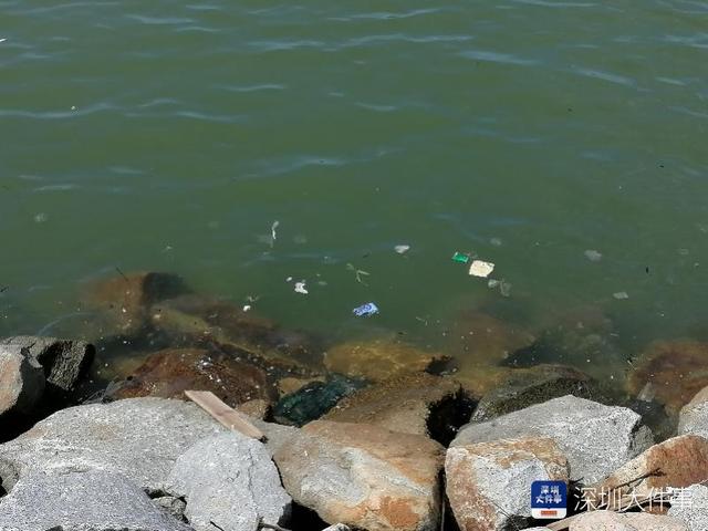 深圳市民反映宝安欢乐港湾漂死鱼垃圾，海事局：现象有季节性