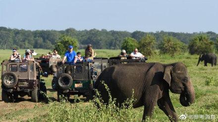 斯里兰卡禁止“醉驾”大象，外媒：斯里兰卡禁止“酒驾”大象