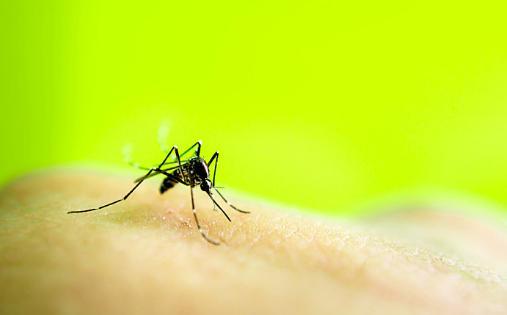 被毒蚊子叮了，涂银花连柏液