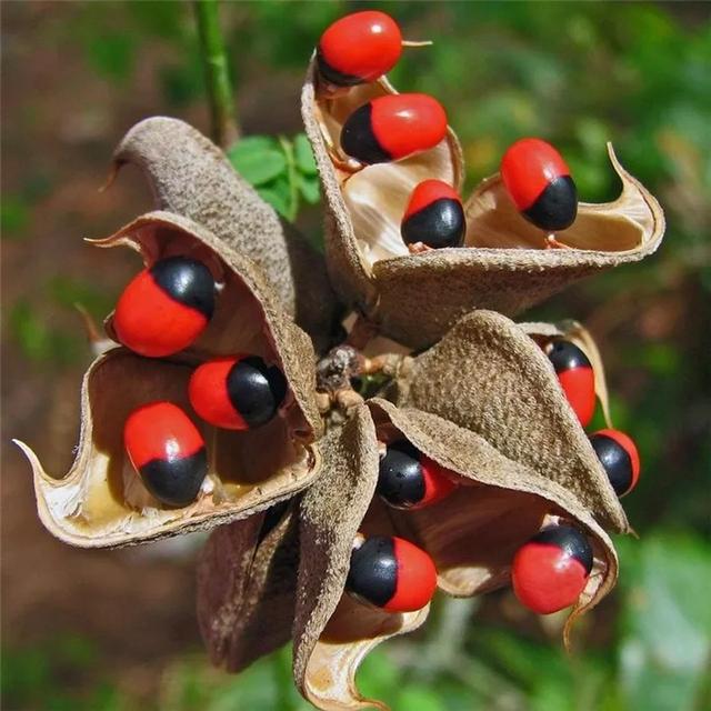 铁树上长白色虫怎么办