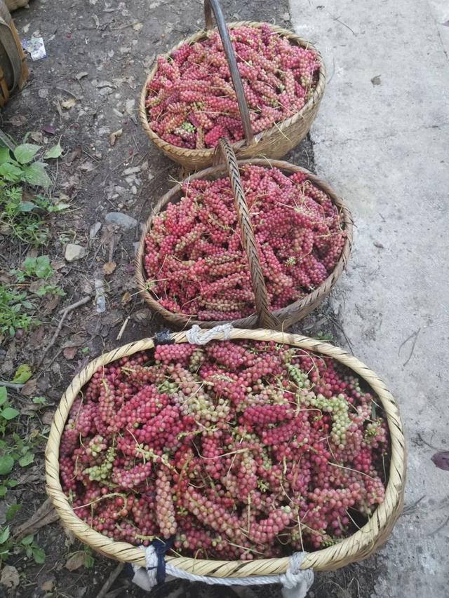 中草药：五味子