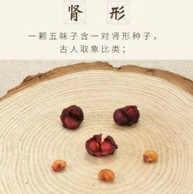中草药：五味子