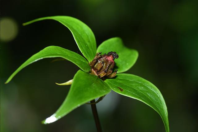 珍稀植物