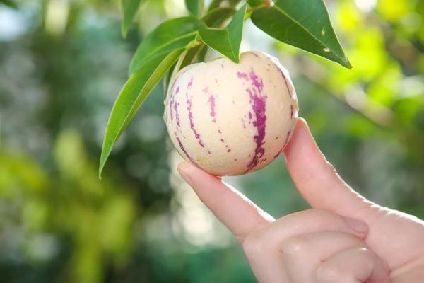 它的维生素C含量远高于柠檬，这么吃提高免疫力，保护心血管