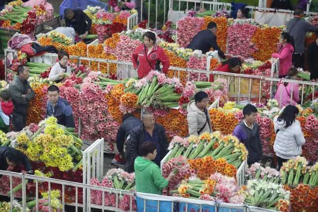 云南花卉种苗公司 云南花卉新品种实现由输入向输出的历史性突破