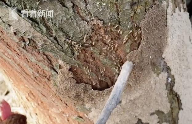 男子用鸡治树上白蚁 网友：这是自助餐