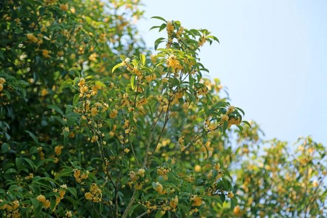 桂花什么时候开