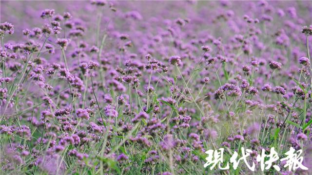 4月13日南京农业机械展