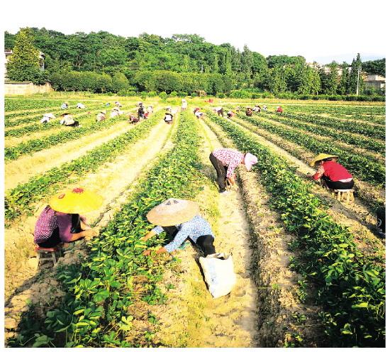 草莓苗繁育基地 兴安成为华南最大草莓种苗繁育基地
