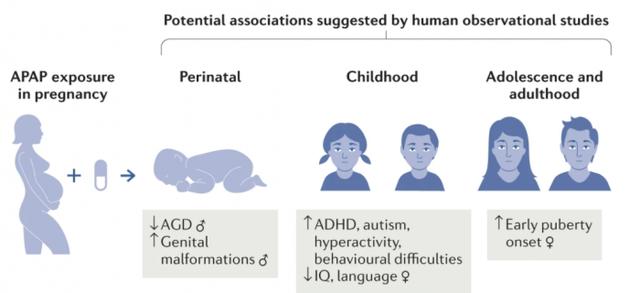 近百名科学家呼吁在怀孕期间谨慎使用对乙酰氨基酚