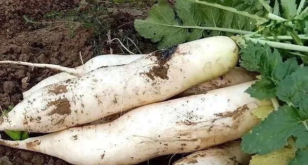 秋天巧吃“十白”，吃出一颗“黄金肺”，无论老少必须养好此处