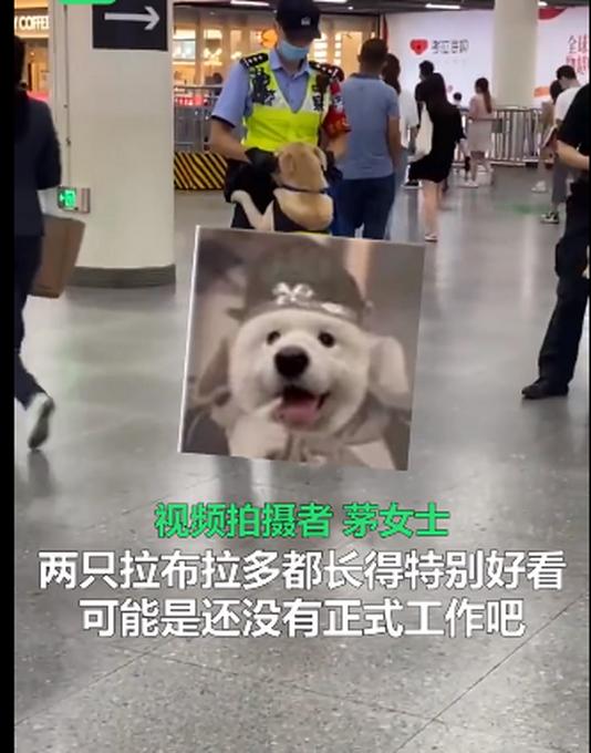 可爱！上海地铁站警犬卖萌求抱抱，警官摸脸好温柔