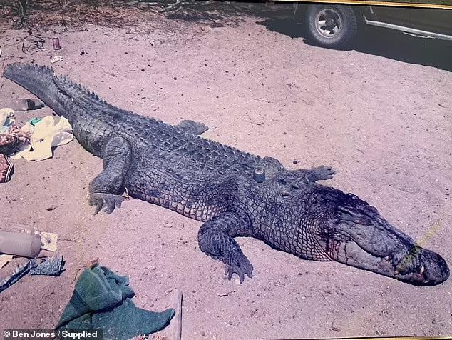 澳大利亚最恐怖巨鳄袭人视频首次曝光：老母奋不顾身鳄口救子