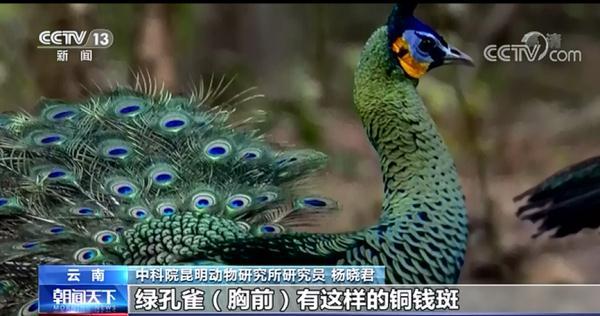 屁股尾巴骨处皮肤像鱼鳞一样
