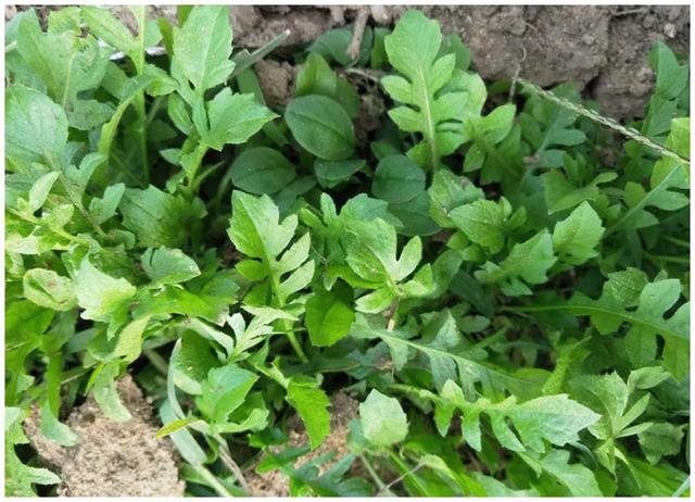 不焯水尽量不吃的四种菜，了解一下