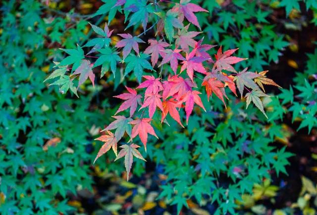 秋季养肺，推荐五个小技巧五款茶