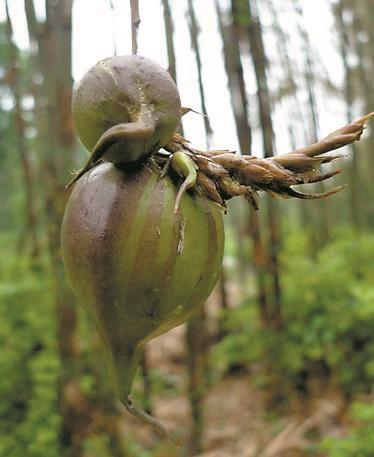 竹子开花是什么现象「竹子开花原因」