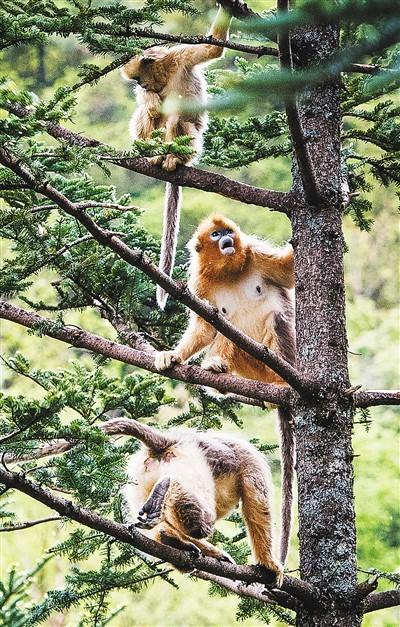 大熊猫资料