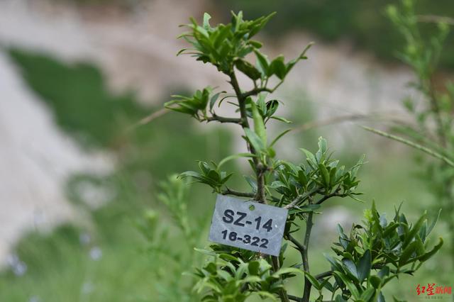 淮南大型砂石设备洗砂机