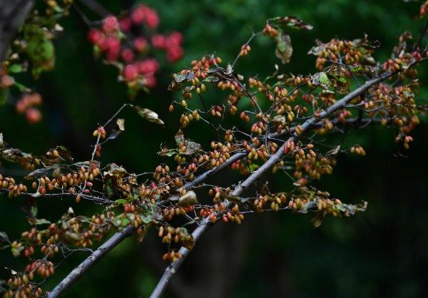 茱萸图片 茱萸图片（吴茱萸图片） 生活