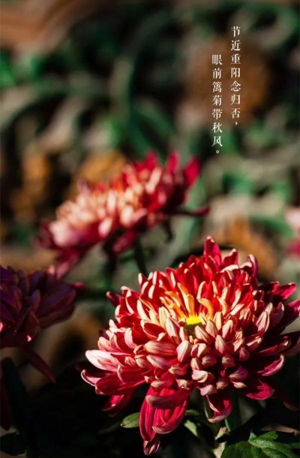 重阳节风俗