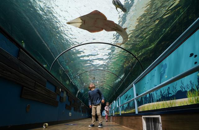悉尼水族馆重新开放