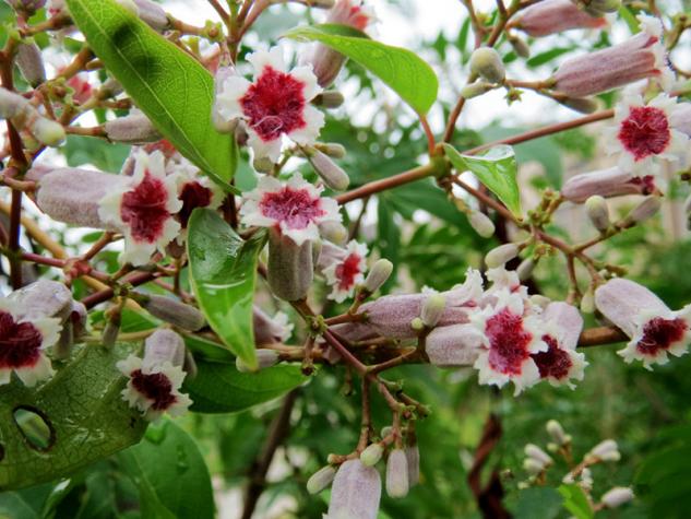 保胃健康药食同源鸡屎藤