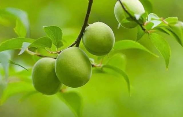 “世”说新语｜望梅止渴也能治病？附青梅、乌梅的养生方