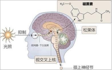 【便民】8条小建议，帮你远离起床困难