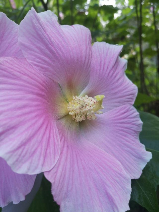 木芙蓉图片