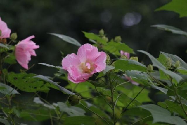 木芙蓉花