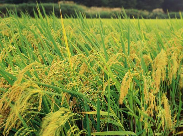 水稻二化螟发生后，必须采取有效防治措施，教您3招防治技术