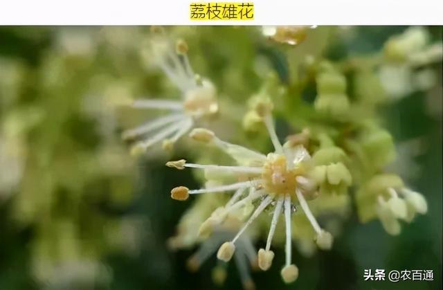 荔枝大量幼果落果？原来是这几个因素导致落果1