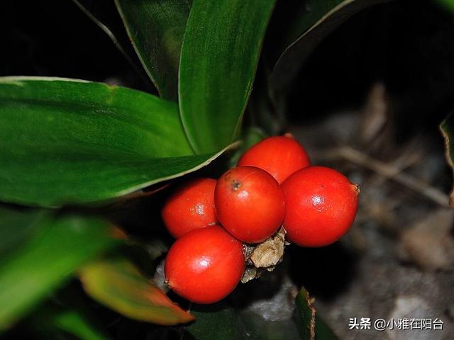 万年青 万年青（万年青的功效与作用） 生活