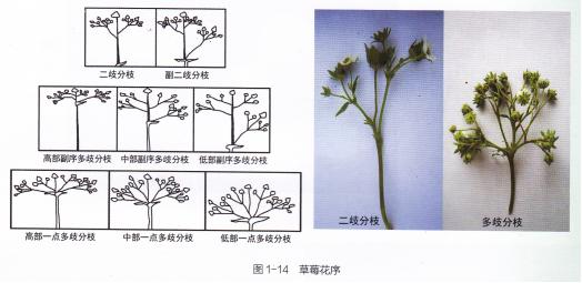 最全面的有机草莓栽培技术，种出的草莓品质好产量高！8