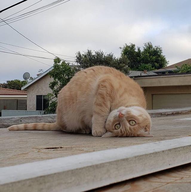 猫照片
