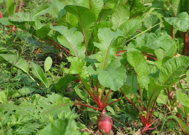 这9种食物，营养全面又均衡，比保健品强，中老年人要多吃