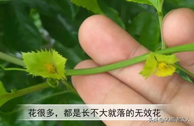 百香果出现“虚花虚果”轻轻一碰就掉落？多措齐施才能减少发生3