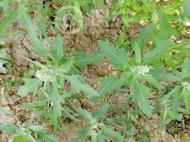 每日一草:小藜-农资百科网