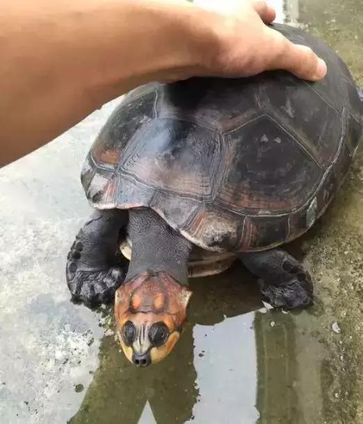 长颈龟(长颈龟图片) 资讯 第5张