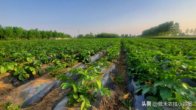 马铃薯真的忌氯不能使用氯化钾？别再盲目多花钱只买硫酸钾了