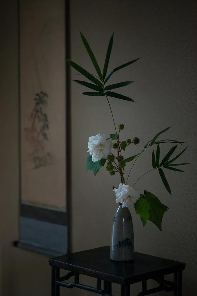 芙蓉花几月开