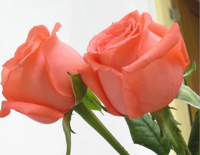 粉色玫瑰品种,粉色玫瑰品种名称