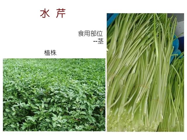 常见水生植物