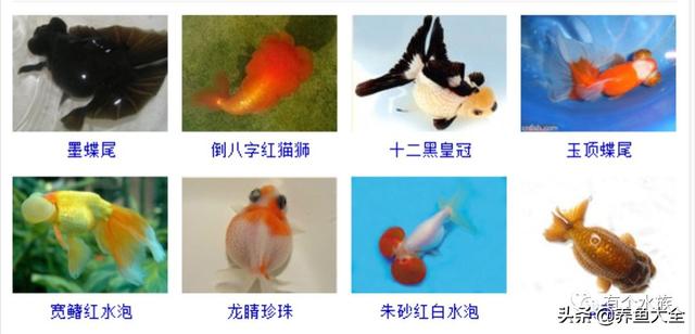 金鱼品种